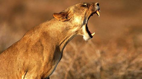 lioness-roar-images