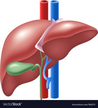 cartoon-of-human-liver-and-gallbladder-vector-7563173